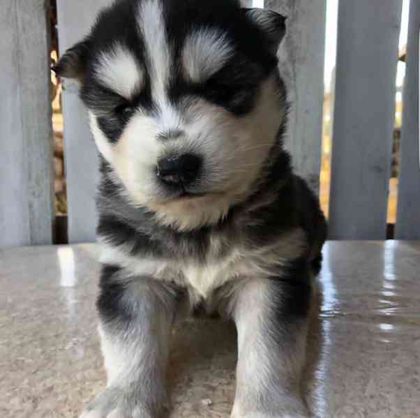 Štěňata sibiřského huskyho k adopci zdarma - foto 2