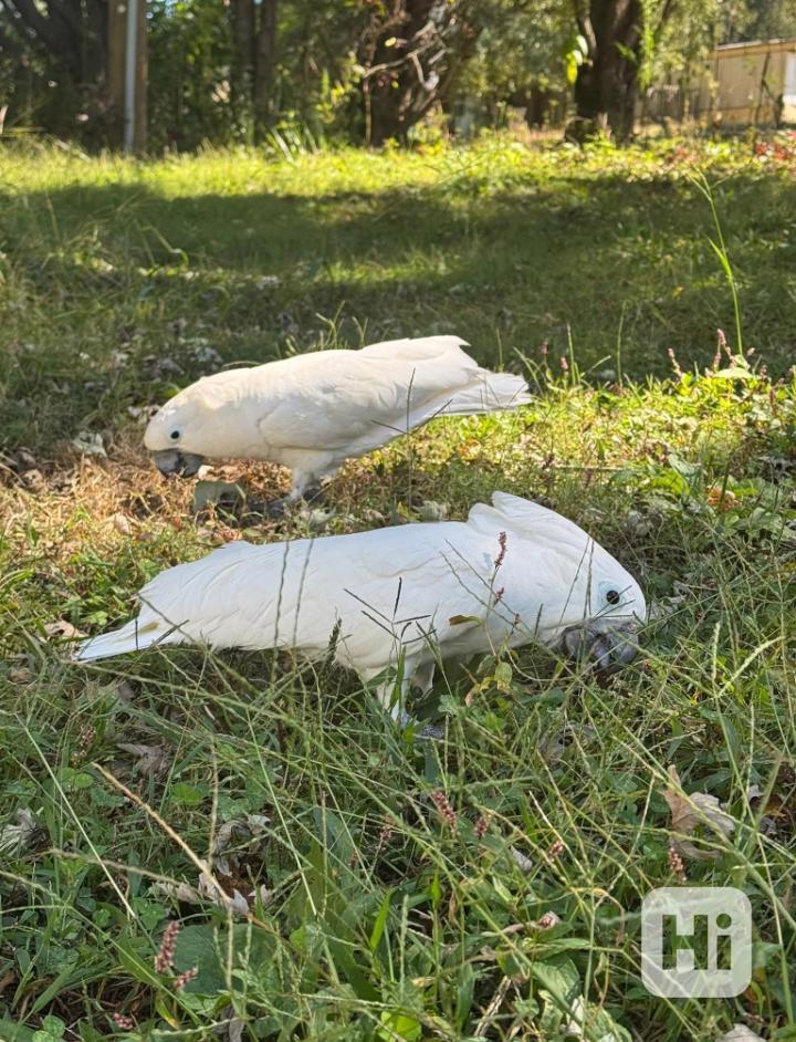 K dispozici je upovídaný kakadu deštníkový - foto 1