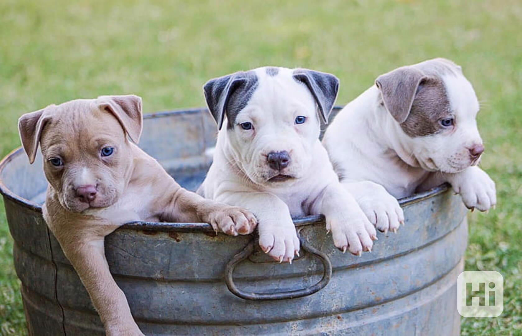 Štěňata amerických pitbulteriérů - foto 1