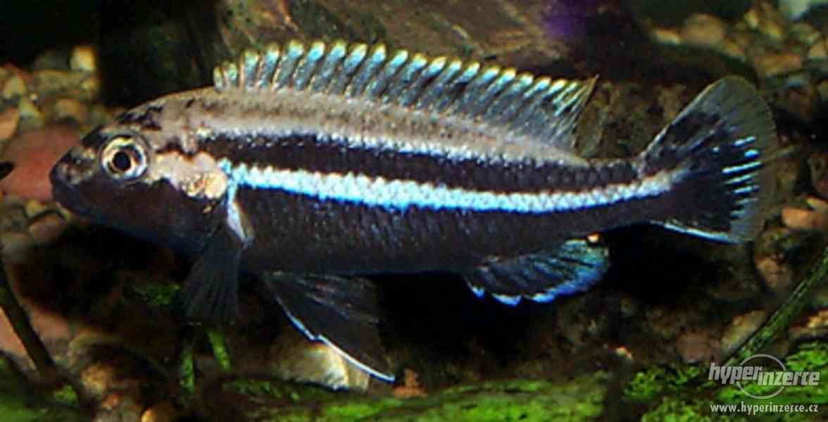 Melanochromis auratus - Tlamovec pestrý - foto 1