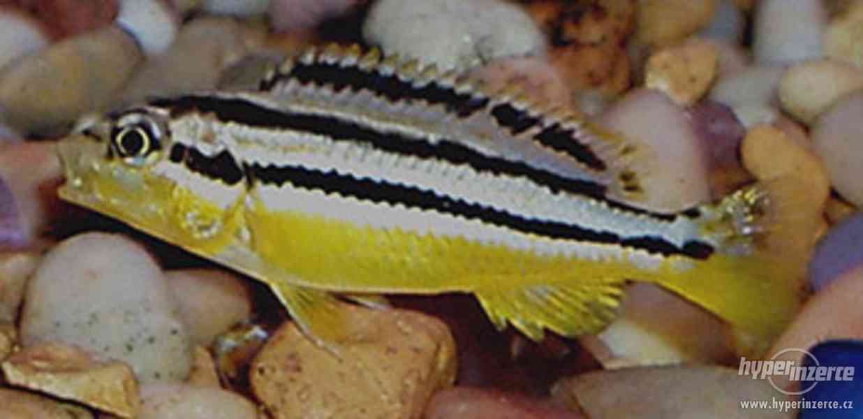 Melanochromis auratus - Tlamovec pestrý - foto 2