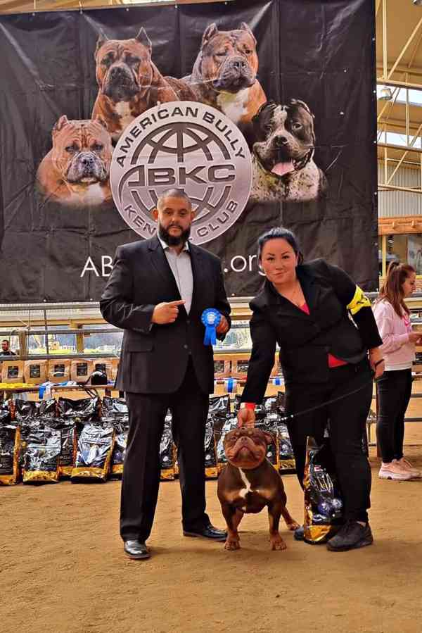 American bully standard (43cm/váha 35kg v dospělosti) - foto 5