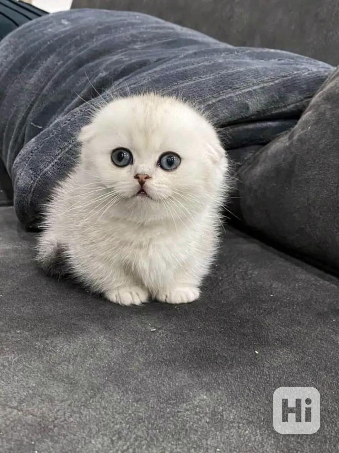 Krásná miniaturní koťátka munchkin - foto 1