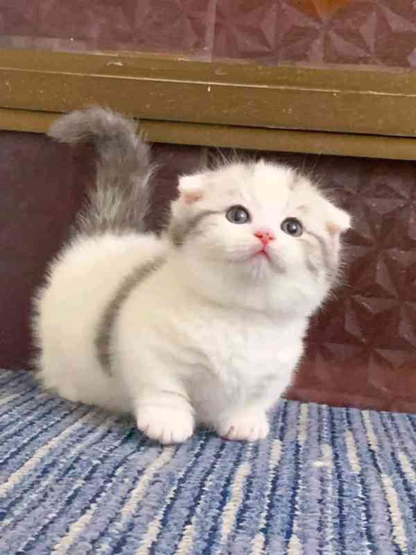 Krásná miniaturní koťátka munchkin - foto 3
