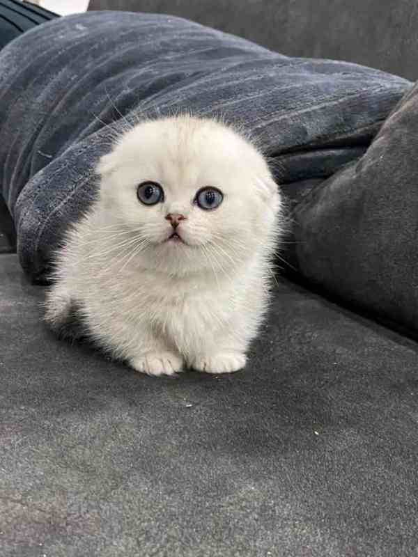 Krásná miniaturní koťátka munchkin - foto 1