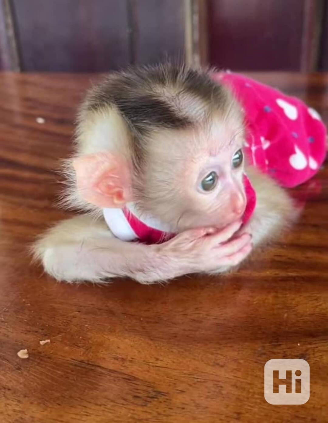 🐒 Zdravé kapucínské opice k adopci - foto 1