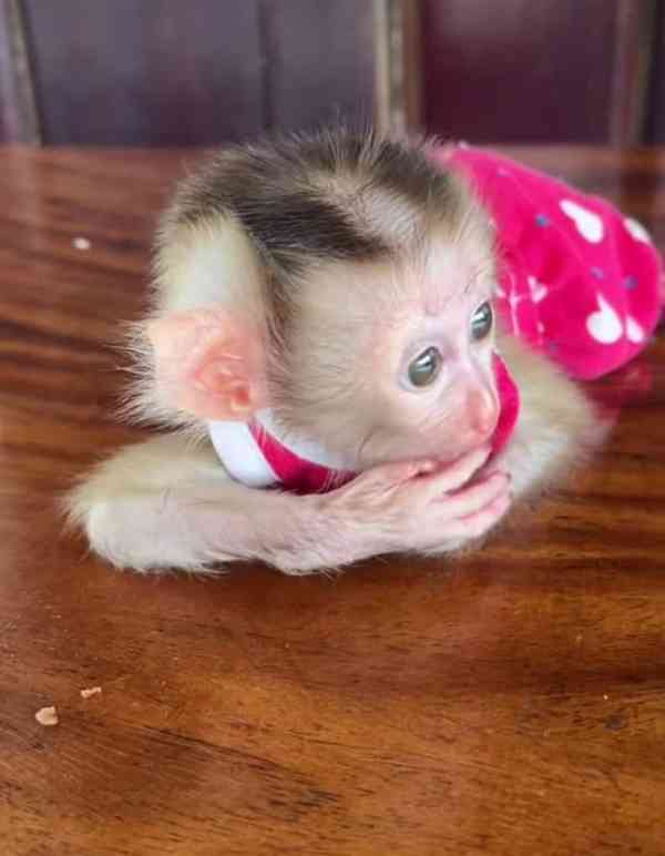 🐒 Zdravé kapucínské opice k adopci - foto 1