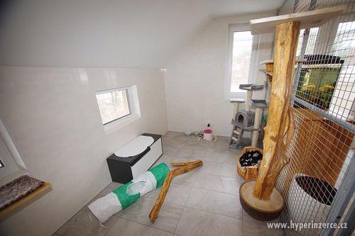 Hotel pro kočky Trubská - foto 2