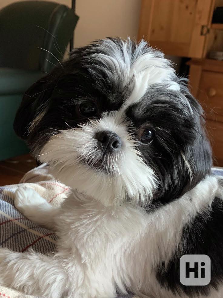 Shih-tzu s PP - foto 1