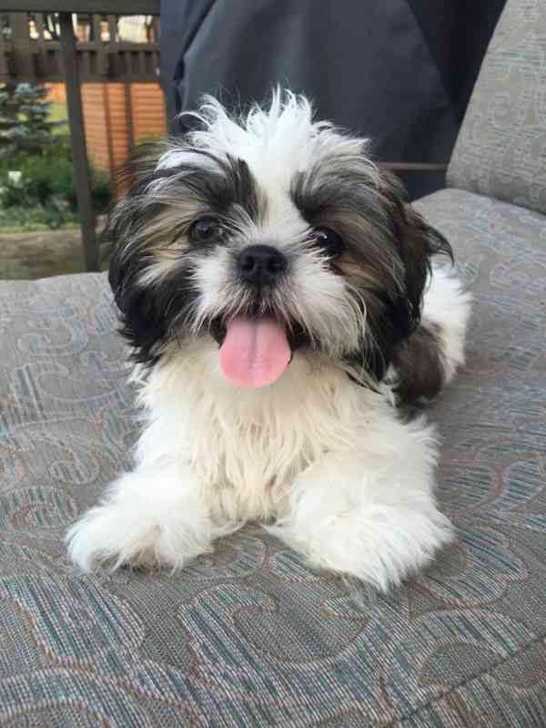 Shih-tzu s PP - foto 2