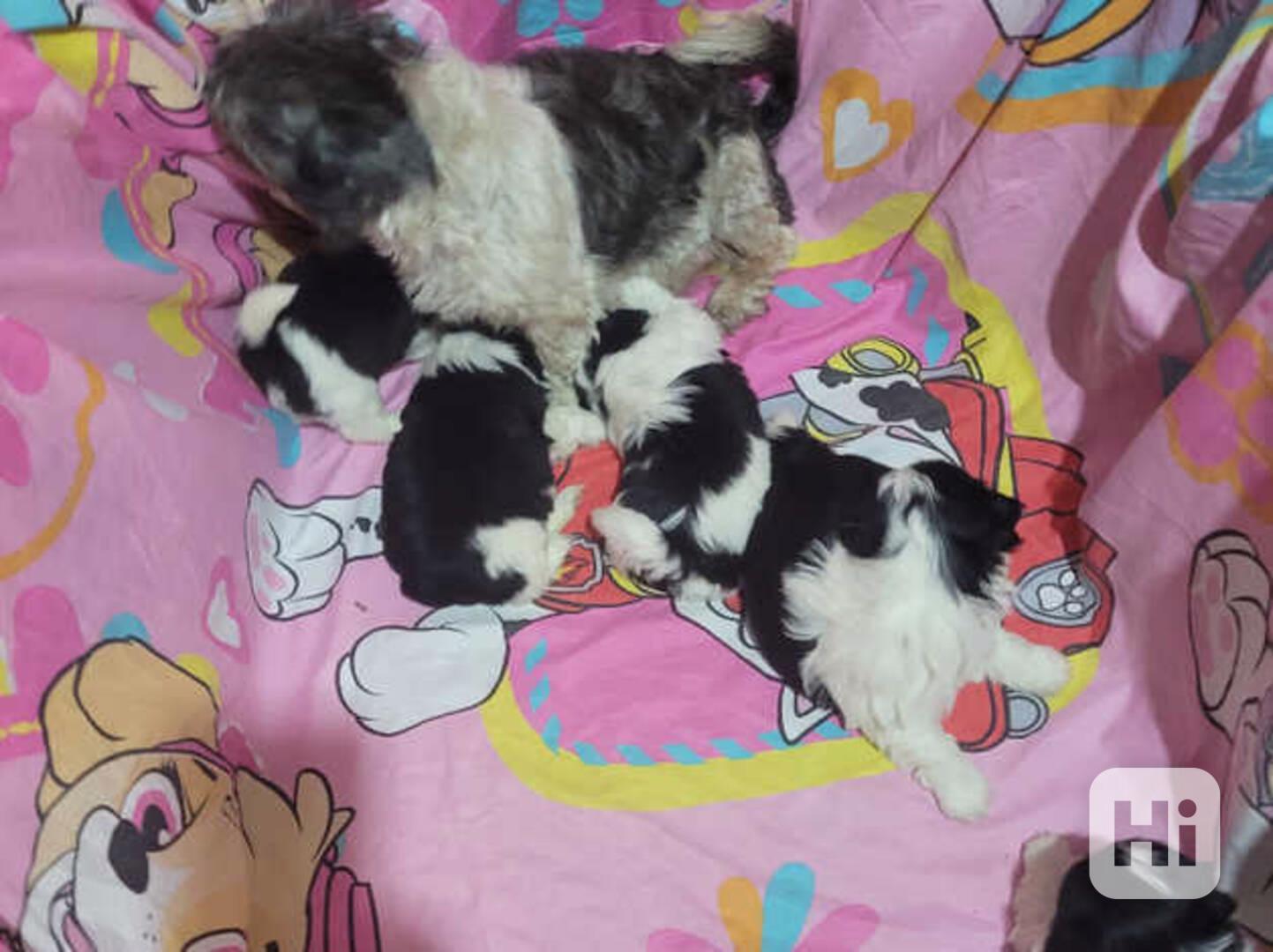  Naše rozkošná štěňata Shih Tzu v Praze - foto 1