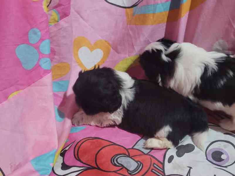  Naše rozkošná štěňata Shih Tzu v Praze - foto 3
