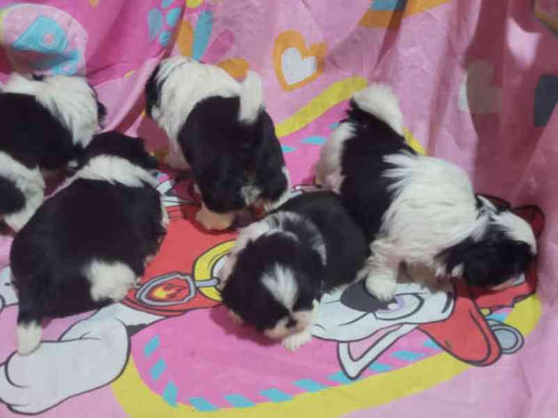  Naše rozkošná štěňata Shih Tzu v Praze - foto 4
