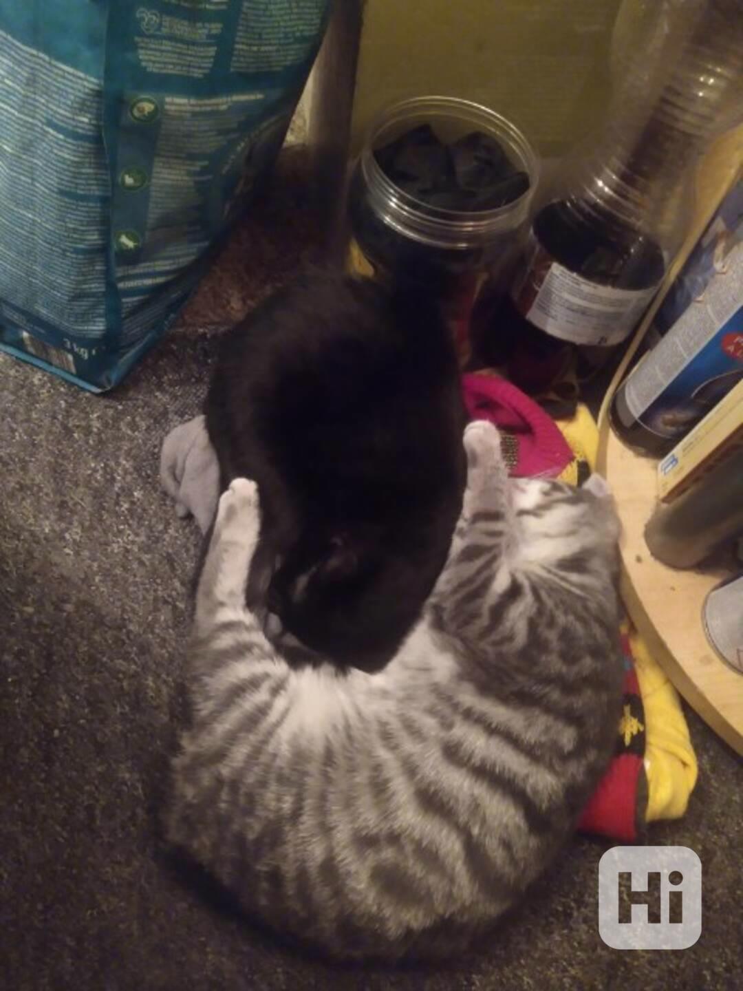 Tmavší mourinka mazlivá, hravá 4měsíční Magdička - foto 1