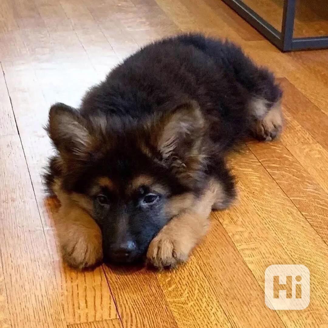 Tato zdravá štěňata německého ovčáka - foto 1