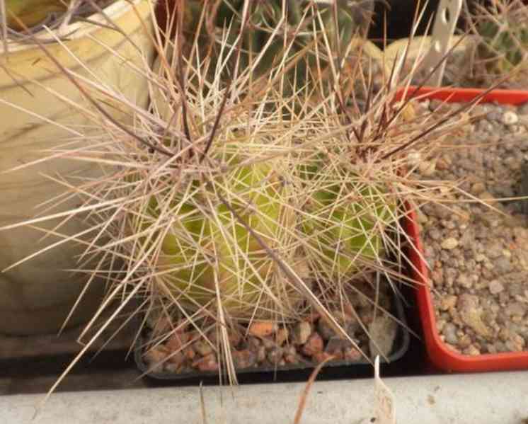 kaktus Echinocereus enneacanthus SB 676 - foto 1