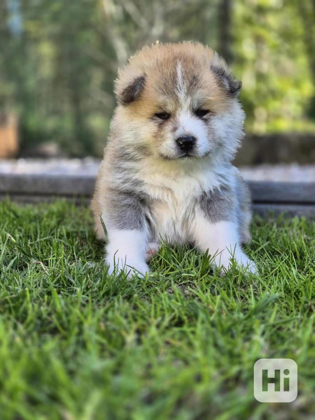 Štěňátka Akita Inu s PP - foto 1