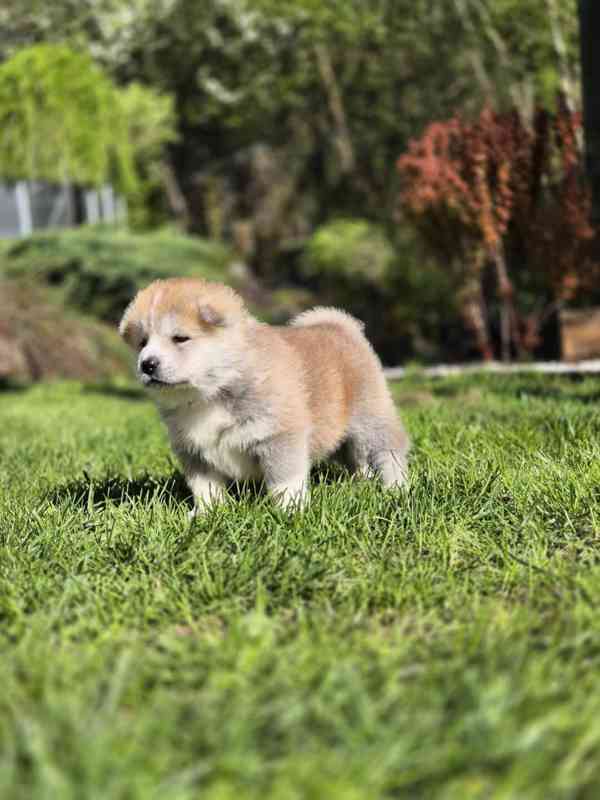 Štěňátka Akita Inu s PP - foto 7