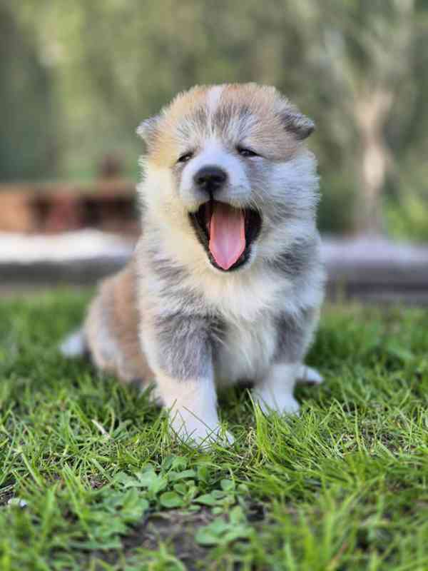 Štěňátka Akita Inu s PP - foto 3