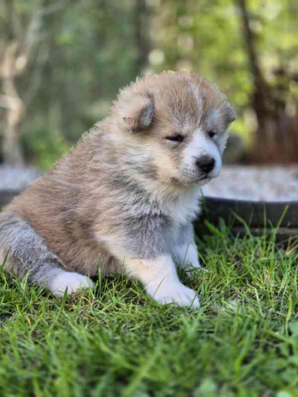 Štěňátka Akita Inu s PP - foto 4