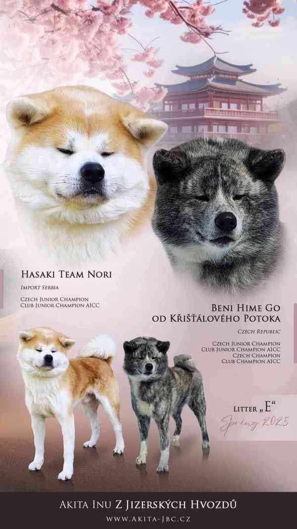 Štěňátka Akita Inu s PP - foto 8