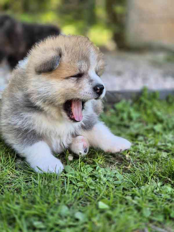 Štěňátka Akita Inu s PP - foto 2