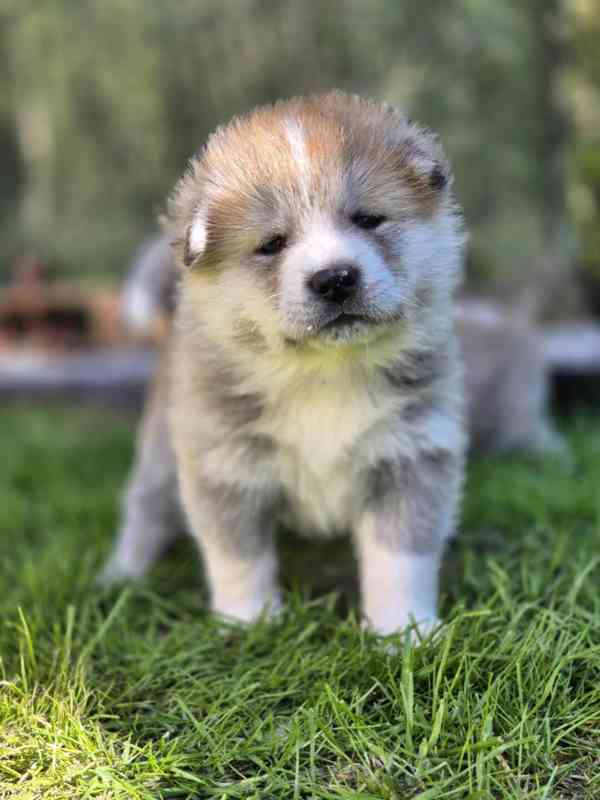 Štěňátka Akita Inu s PP - foto 5