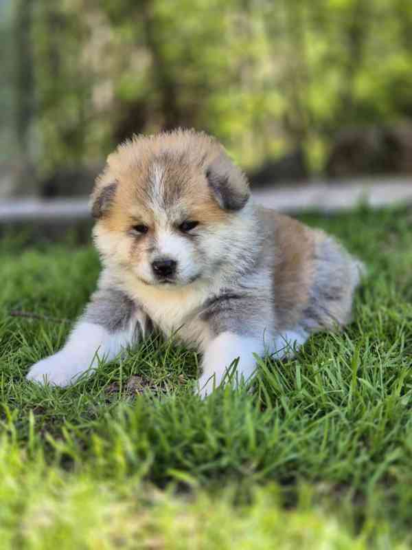 Štěňátka Akita Inu s PP - foto 6
