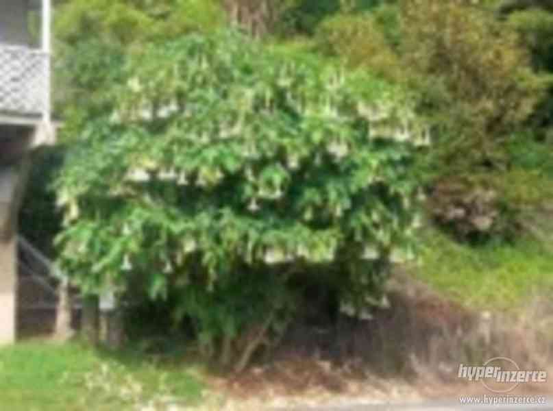 Brugmansia arborea stromová - sazenice - foto 1
