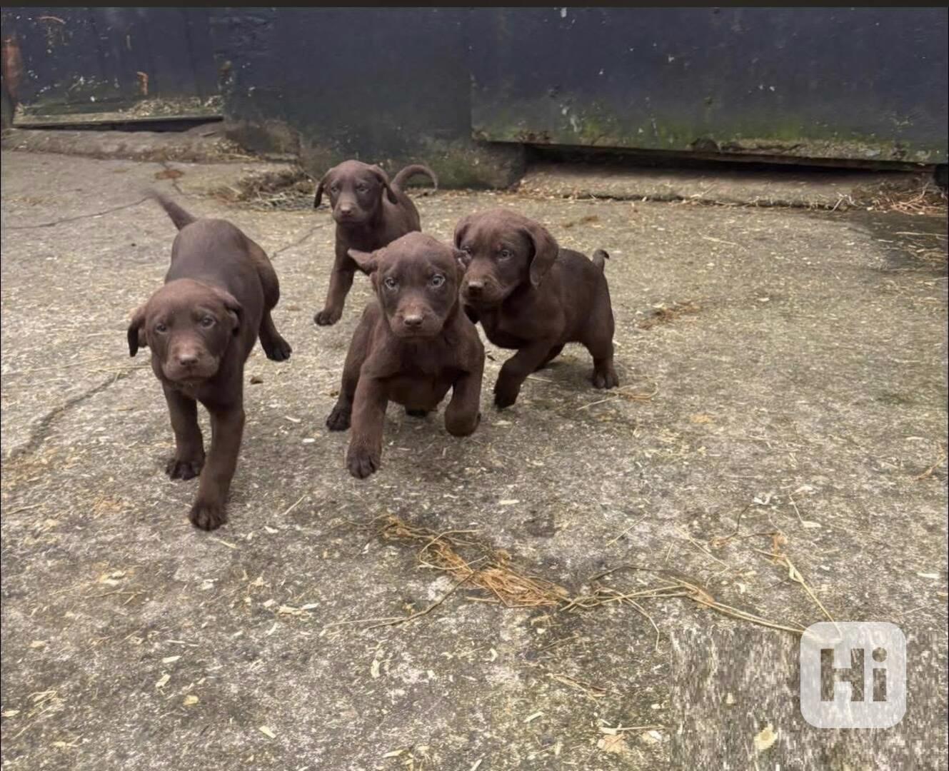 Rozkošná štěňata labradora - foto 1