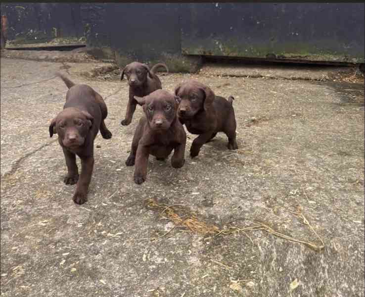 Rozkošná štěňata labradora