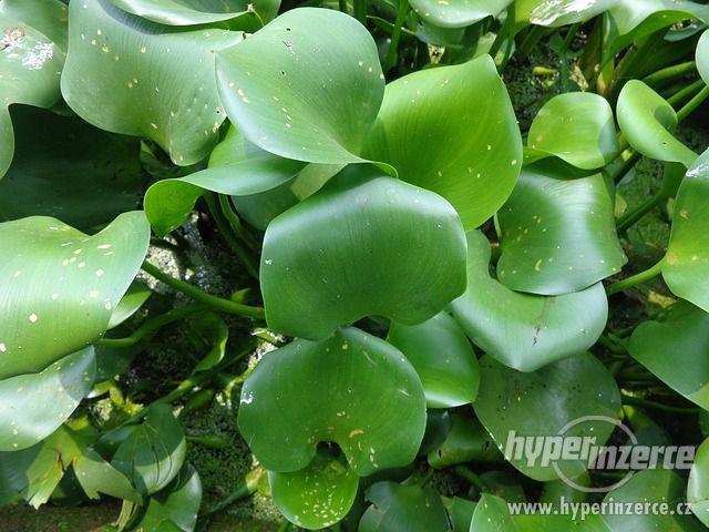 Tokozelka vodní hyacint - foto 1