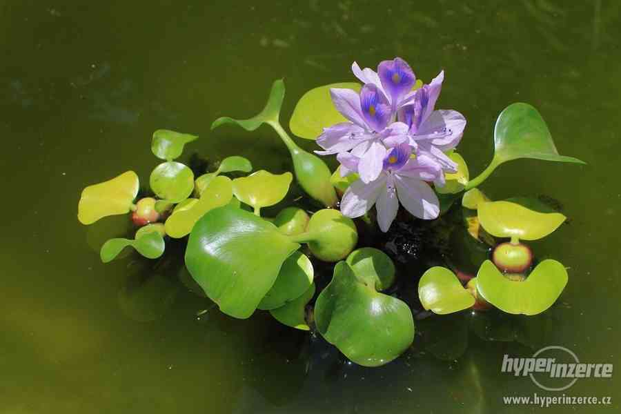 Tokozelka vodní hyacint - foto 2