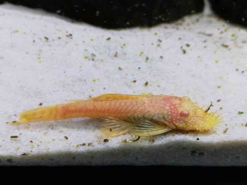 Tlamovci Malawi  - foto 45