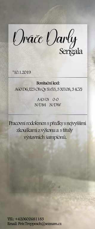 Štěně Československý Vlčák s PP - TOP pracovní spojení - foto 5