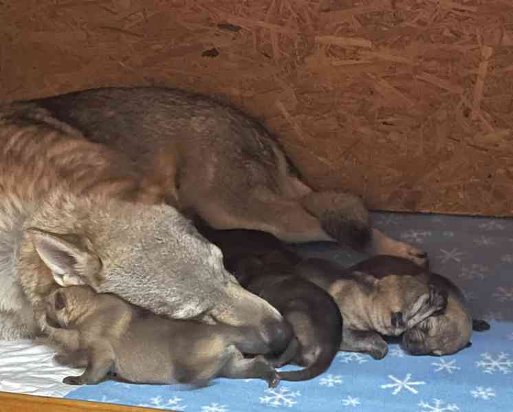 Štěně Československý Vlčák s PP - TOP pracovní spojení - foto 7