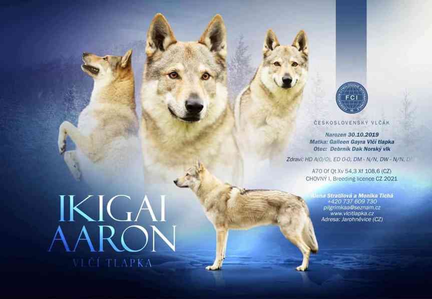 Štěně Československý Vlčák s PP - TOP pracovní spojení - foto 4
