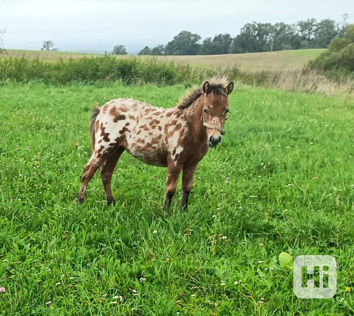 Pony kobylka - foto 1