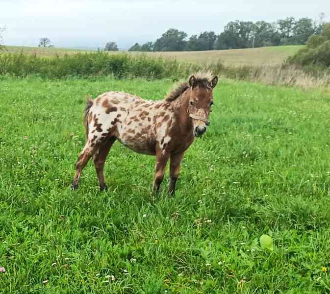 Pony kobylka - foto 1