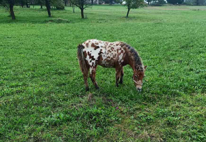 Pony kobylka - foto 3