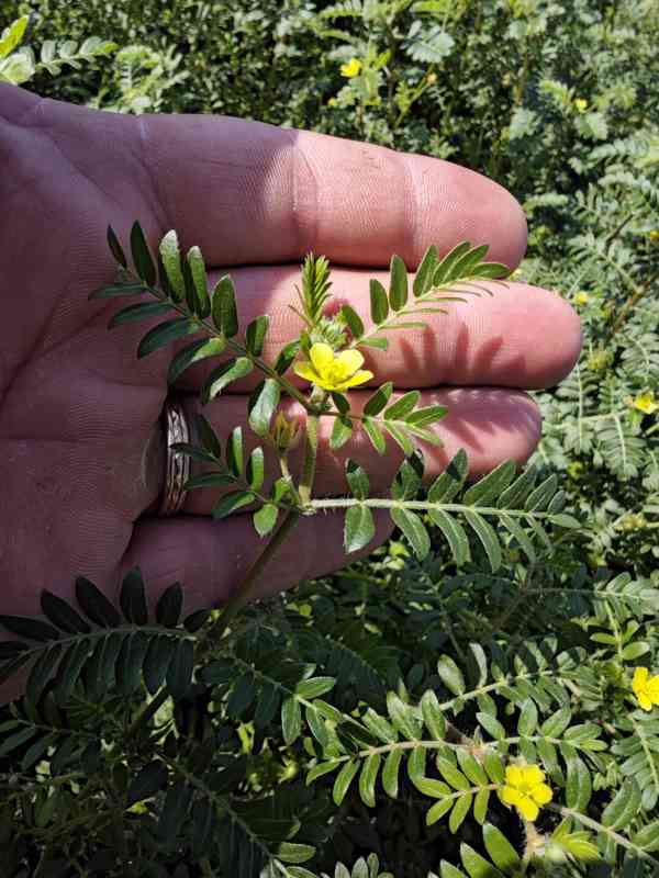 Kotvičník zemní (Tribulus terrestris) - foto 2