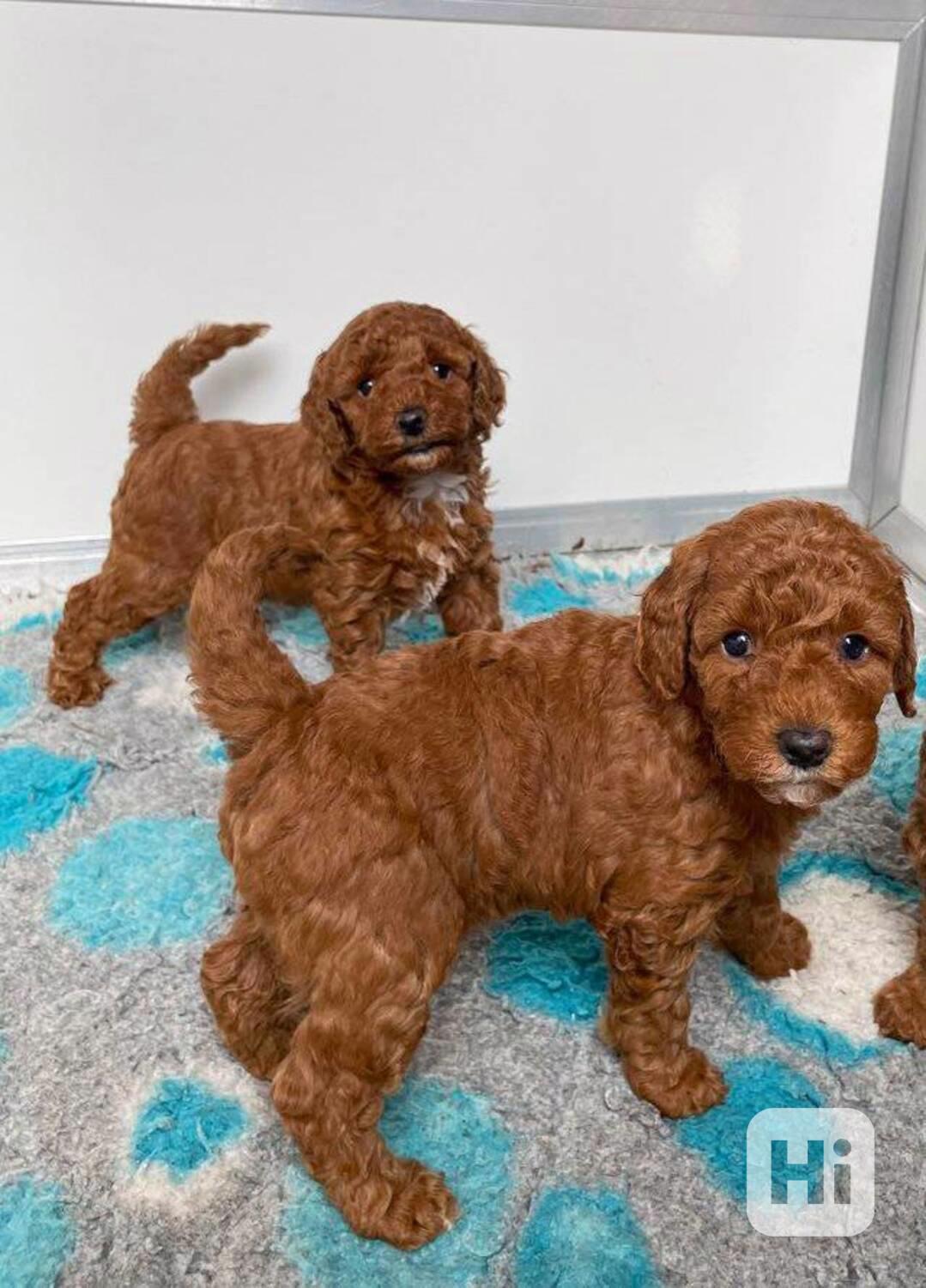 Kvalitní štěňata toy pudla k adopci zdarma!!! - foto 1