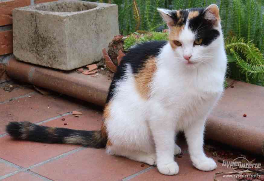 Tříbarevná kočka 1,5 roku stará - foto 2
