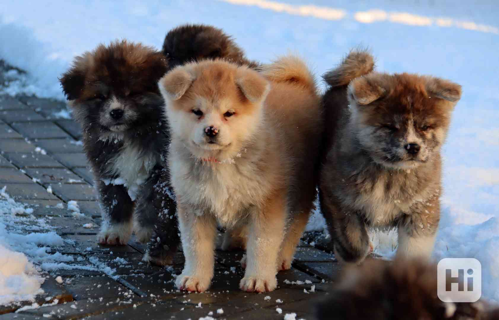 Akita inu s PP - foto 1