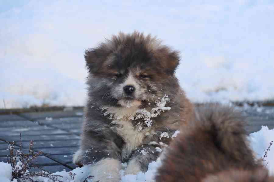 Akita inu s PP - foto 2