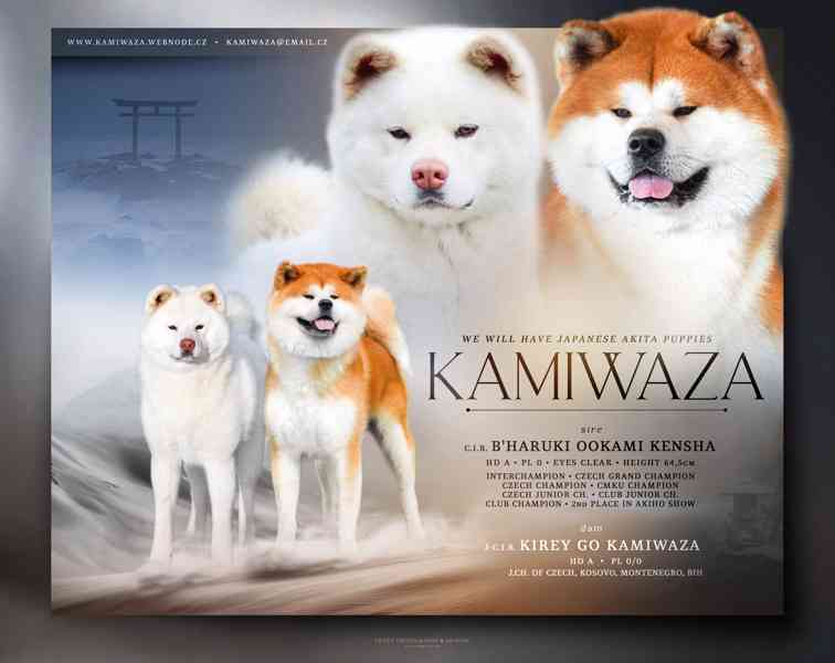 Akita inu s PP - foto 5