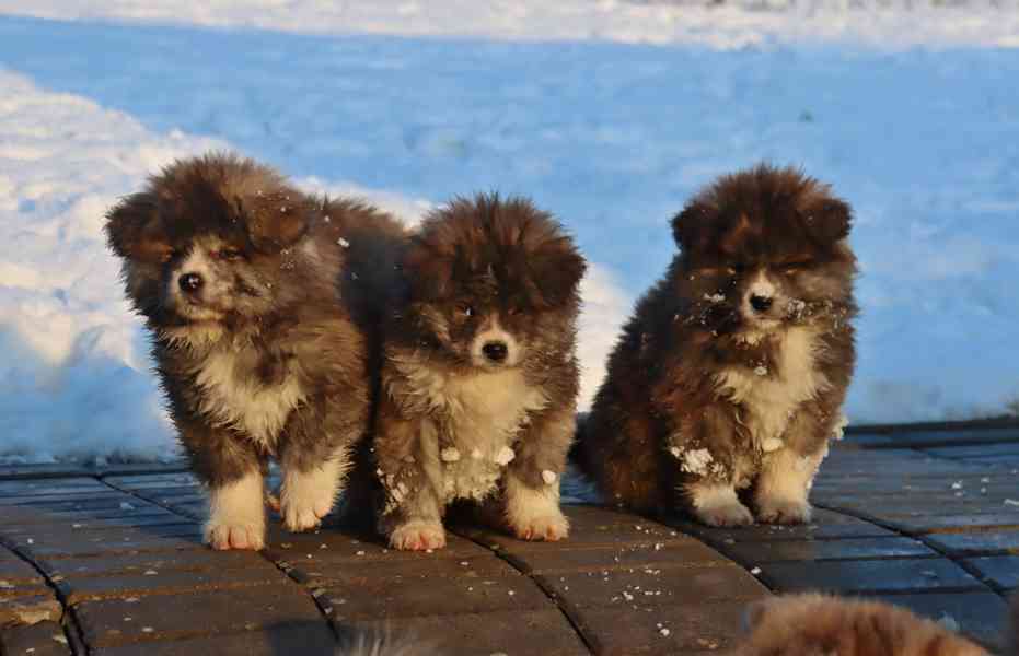 Akita inu s PP - foto 4