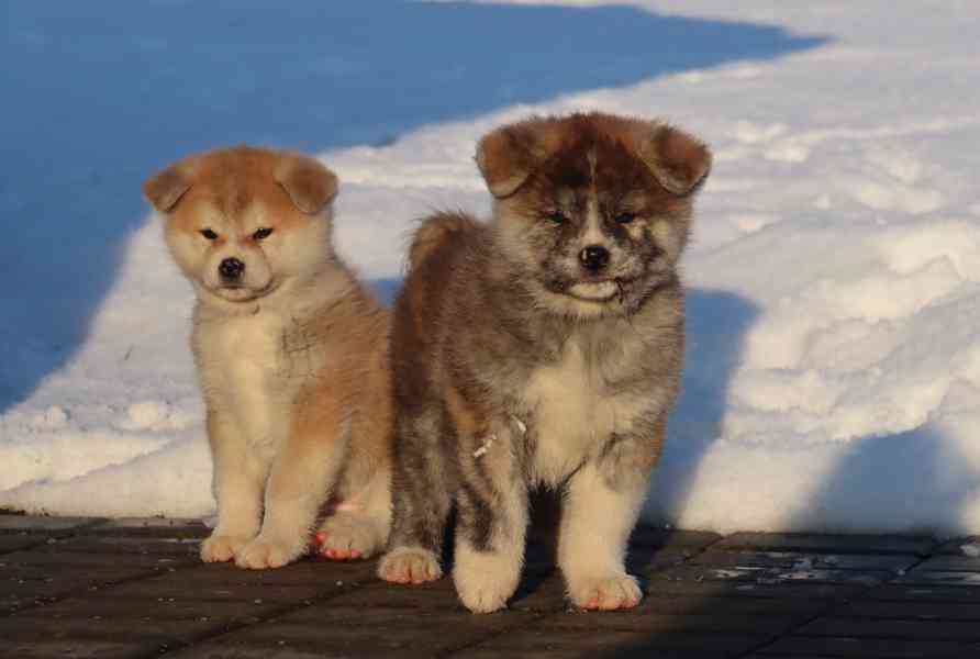 Akita inu s PP - foto 3
