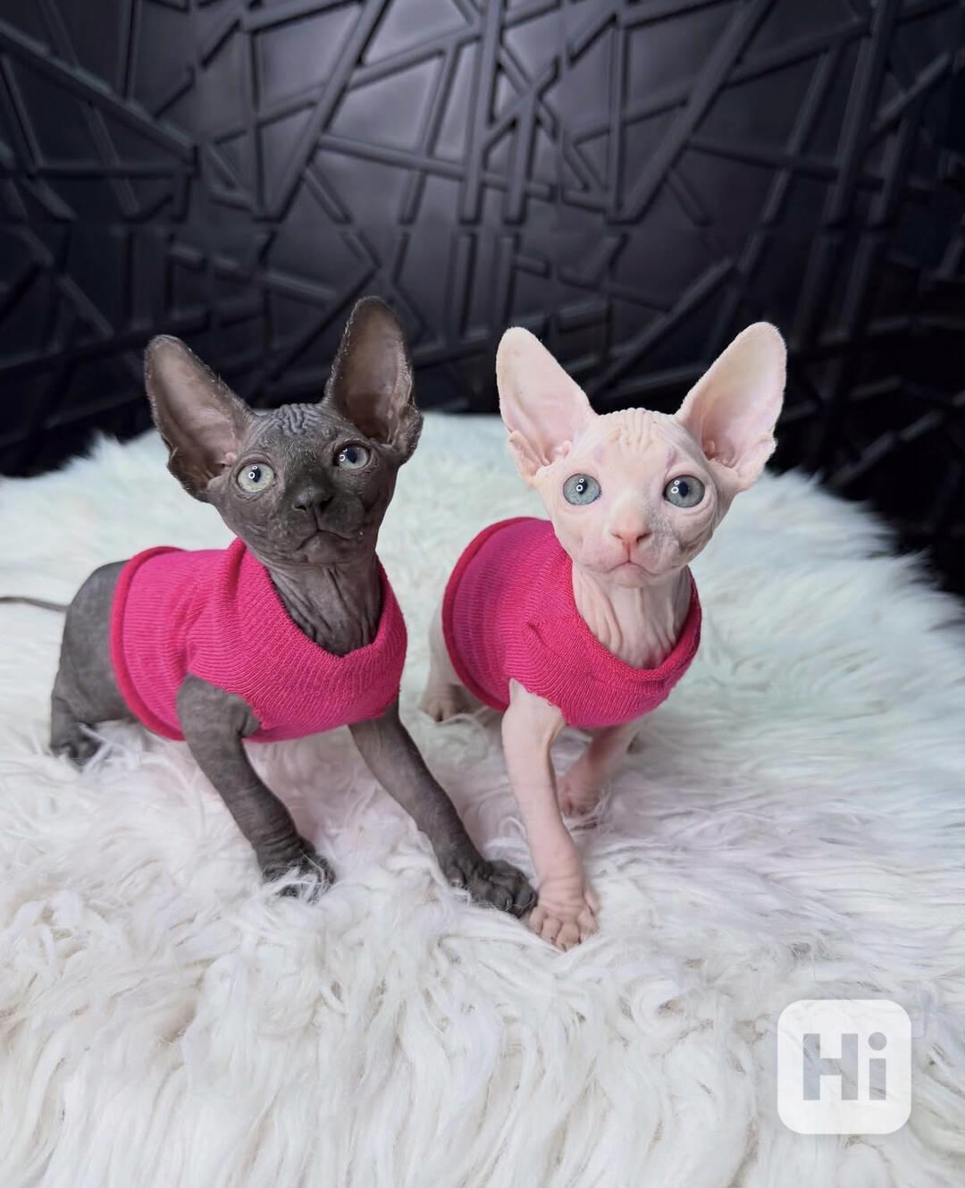 Koťata sphynxe: Milující a hravá - foto 1