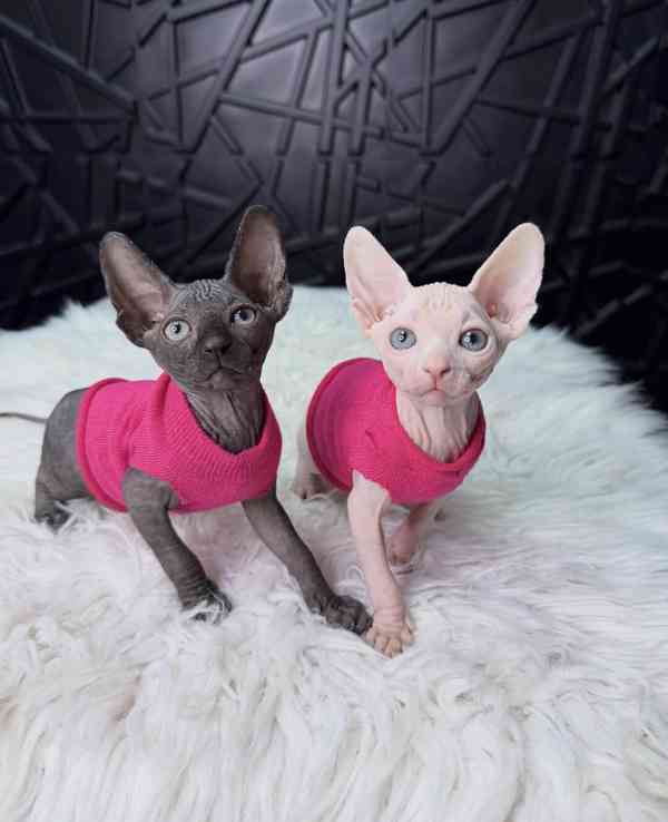 Koťata sphynxe: Milující a hravá - foto 1